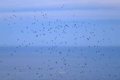 Lundefugler i flukt over havet